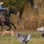 Wrangle-Small