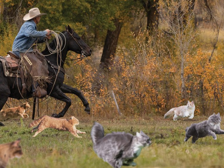 Wrangle-Small